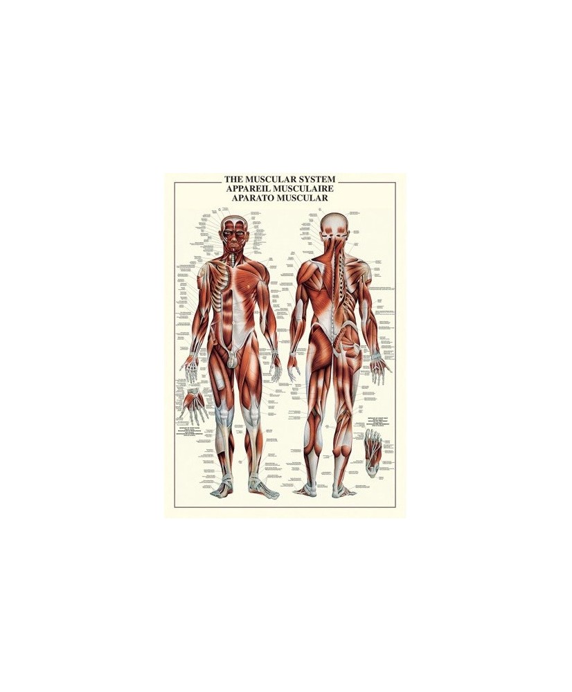 AFFICHE DE L’APPAREIL MUSCULAIRE ANGLAIS/FRANÇAIS/ESPAGNOLE 27’’ X 38.5’’ 38.5CM X 97CM