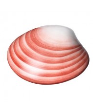 COQUILLAGE LAVA SHELL...