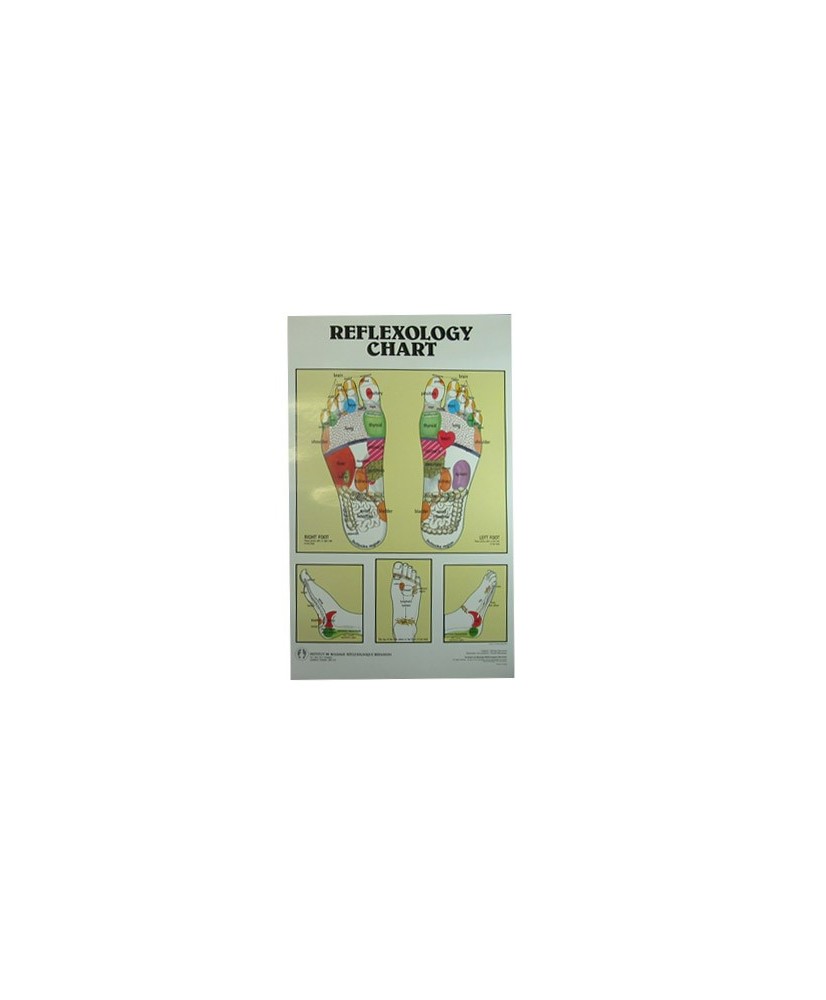 Aff. réflexo Pieds / Bernardin 11X17 ( Anglais )