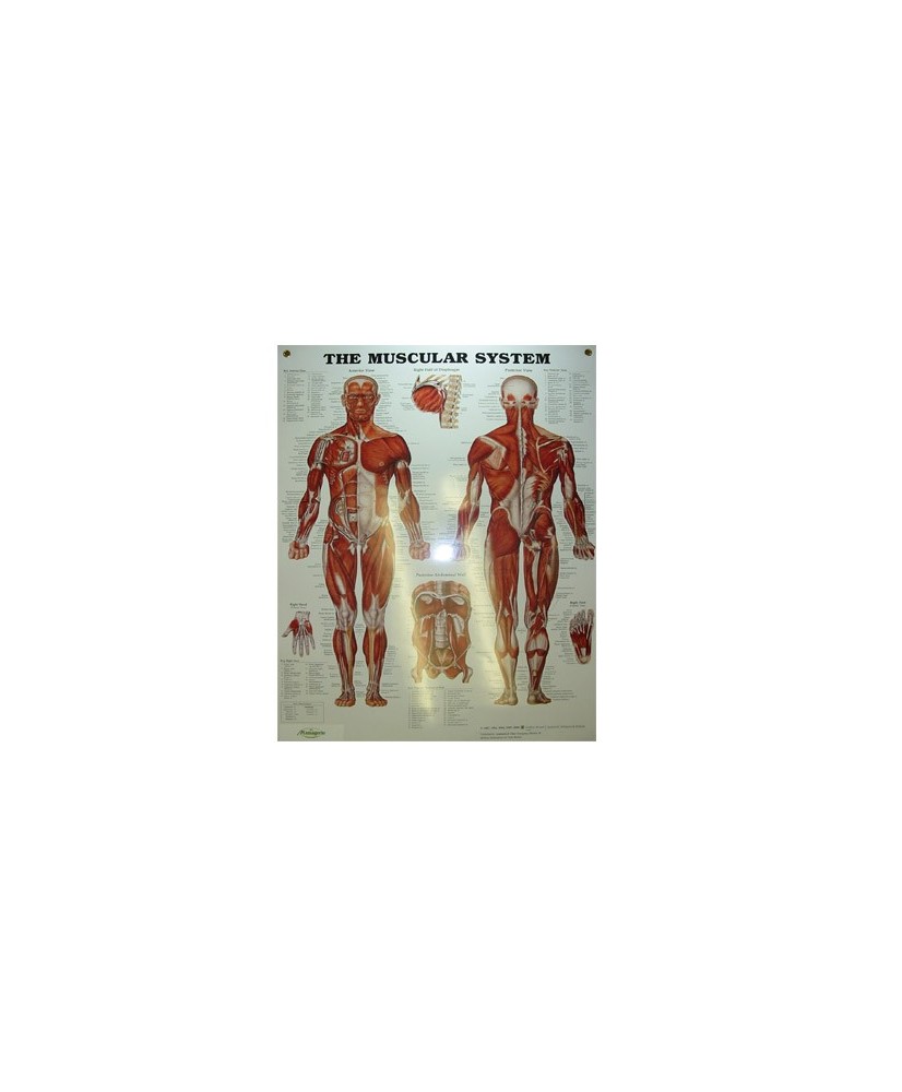 Muscular system (anglais)