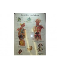 Le système lymphatique